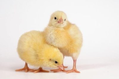 ChicksHub Amo 1024x683 1